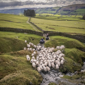 Forty Farms Prints